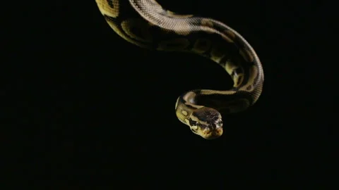 Hanging royal ball python Stock-Footage 88639011