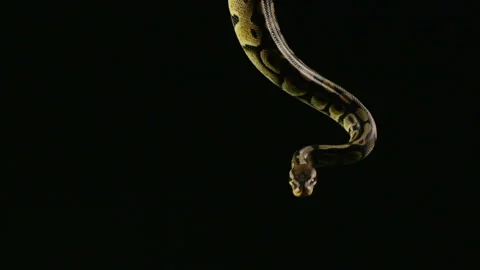 Hanging royal python Stock-Footage 88638844