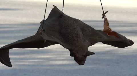 Hanging Rubber Bat Video stock 8962999