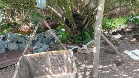 Hanging scale with plastic basket Stock Footage 316691655