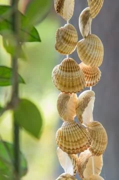 Hanging Seashells Stock Photos