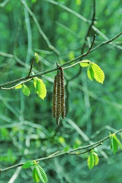 Hanging seeds Stock Photos