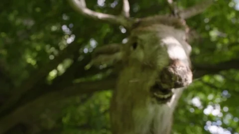 Hanging Severed Deer Head (Close-Up) Video stock 81647154