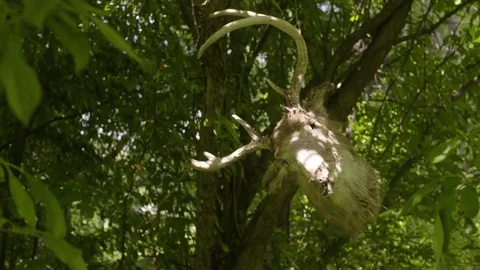 Hanging Severed Deer Head Video stock 81647110