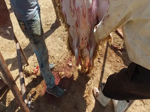 From the hanging sheep remove the skin Video stock 80010761
