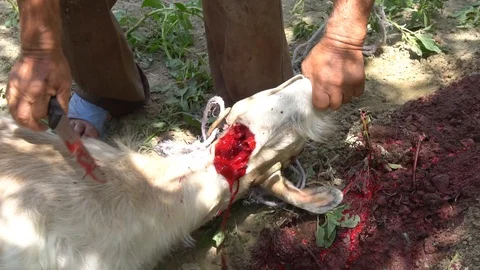 From The Hanging Sheep Remove The Skin Stock Footage 96644336