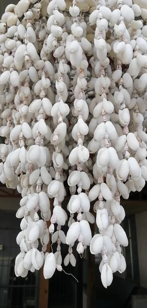 Hanging Shell Decor Stock Footage 131951450