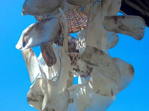 Hanging Shells Stock Photos