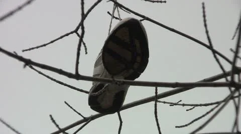 Hanging Shoe On Tree Stock Footage 17526208