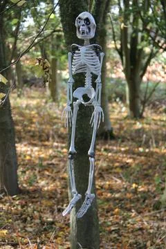 Hanging Skeleton. Stock Photos