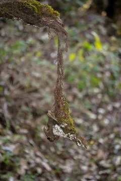 Hanging small part of tree trunk in different shape Stock Photos