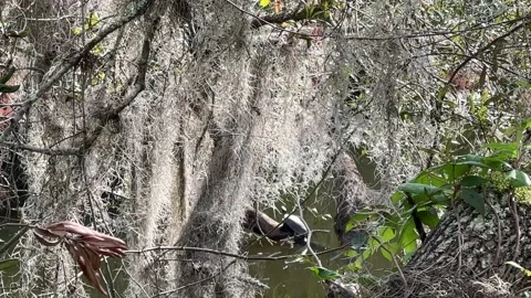 Hanging Spanish Moss Stock Footage 230932603