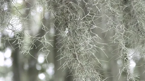 Hanging Spanish Moss (HD) Stock Footage 46069432