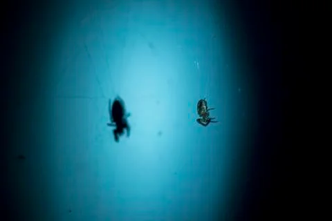 Hanging Spider Stock Photos