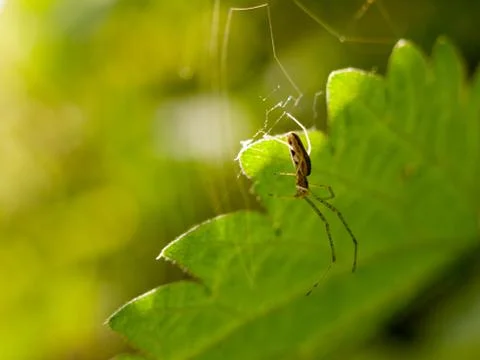 Hanging spider in spring with leaf background Stock Photos