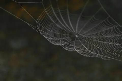 Hanging spider web in front of the brown and blurry nature background Stock Photos