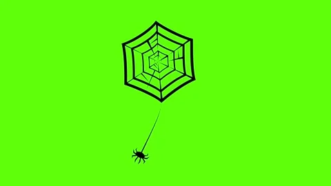 Hanging spider web with spider swinging down animation on green screen Stock Footage 315793849