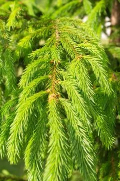 Hanging spruce branches with fresh spring growth and green needles Stock Photos