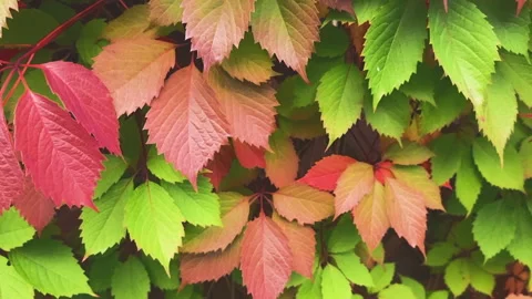 Hanging stem of maiden grapes with red autumn leaves and berries, close-up. Red Stock Footage 246243532