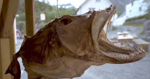 Hanging stockfish01 Stock Footage 172543002