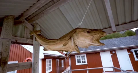 Hanging stockfish02 Stock Footage 172542897