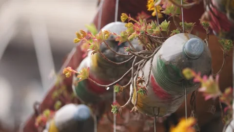 Hanging Succulent pots Upcycled with Plastic Bottles, Close Up Vídeos de archivo 251626813