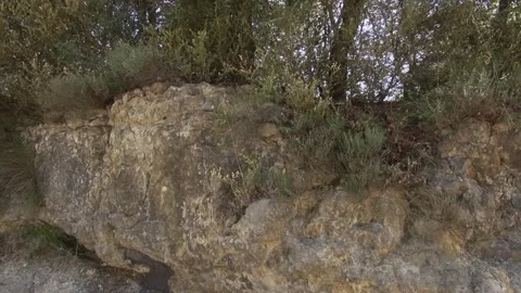 Hanging swinging worms silk webbing insects nature mountain rock trees Stock Footage 346224861