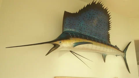 Hanging Swordfish Stock Footage 40813307