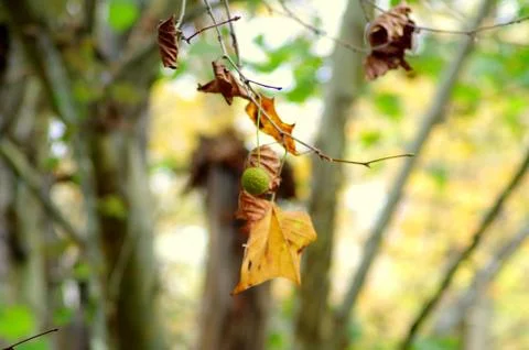 Hanging by a thread Stock Photos