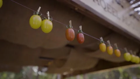 Hanging Tomatoes Stock Footage 317781805