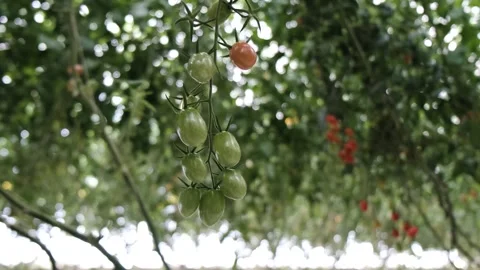 Hanging tomatoes growing Stock Footage 288336355