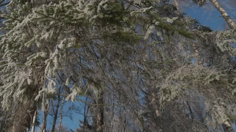Hanging tree branches in the snow Stock Footage 171660867