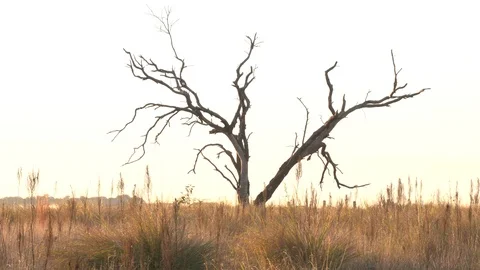 Hanging tree Stock Footage 124149063