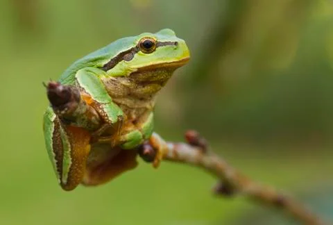 Hanging tree frog Stock Photos
