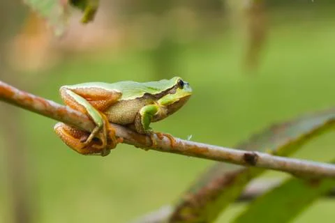 Hanging tree frog Stock Photos