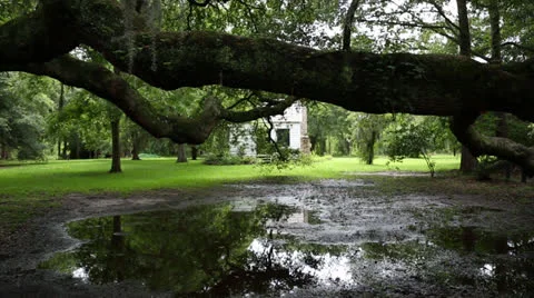 Hanging Tree In Front Of Old White House Stock Footage 26841424