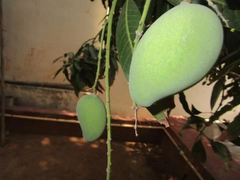 Hanging on a tree mango Stock Photos