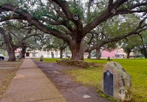 The hanging tree Stock Photos