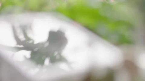 Hanging Tree Refection Stock Footage 67346012