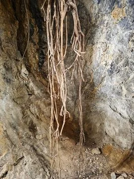 Hanging tree roots create an interesting sight against a rocky cave wall in.. Stock Photos