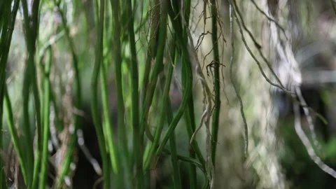 Hanging tropical cactus stems and aerial roots in lush greenery Video stock 344789607