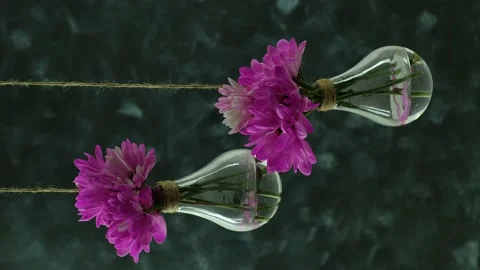 Hanging vases in form of light bulbs with purple chrysanthemum flowers. Creative Stock Footage 225436153