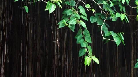 Hanging Vines and Green Leaves Swaying Gently in the Wind Видео 341676830