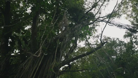 Hanging Vines on Tropical Trees with Camera Panning Below 4K Stock Footage 267048385