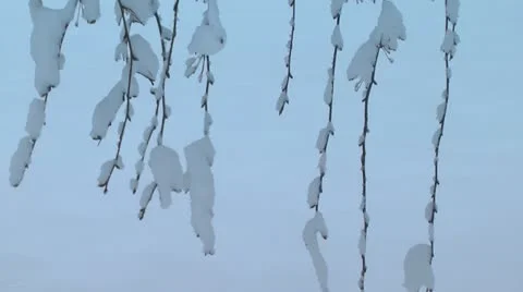 Hanging Weeping Crab Apple Branches in Snow Stock Footage 21998001