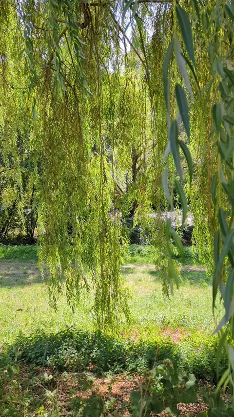Hanging weeping willow tree branches swaying slowly in vertical 4k slow motion. Stock Footage 341979030