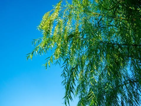 Hanging weeping willow tree green branches and narrow leaves against clear .. Foto stock