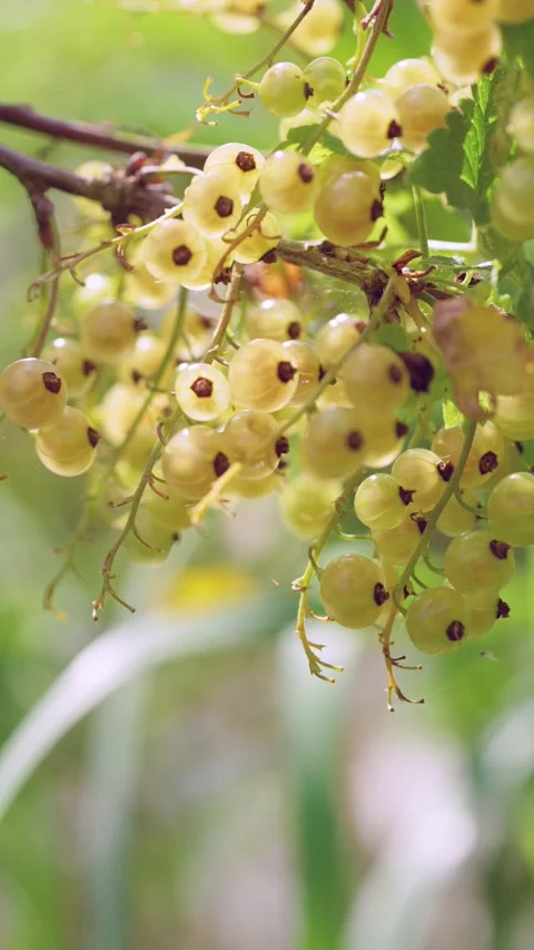 Hanging white currant clusters swaying under warm backlight with shallow macro v Stock Footage 342055815