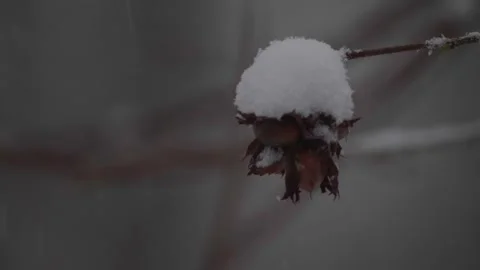 Hanging Wild Hazelnuts covered in Snow, Close Up Stock Footage 240289959