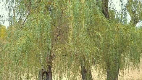 Hanging willow branches in an autumn park with yellowed foliage Stock Footage 222986653